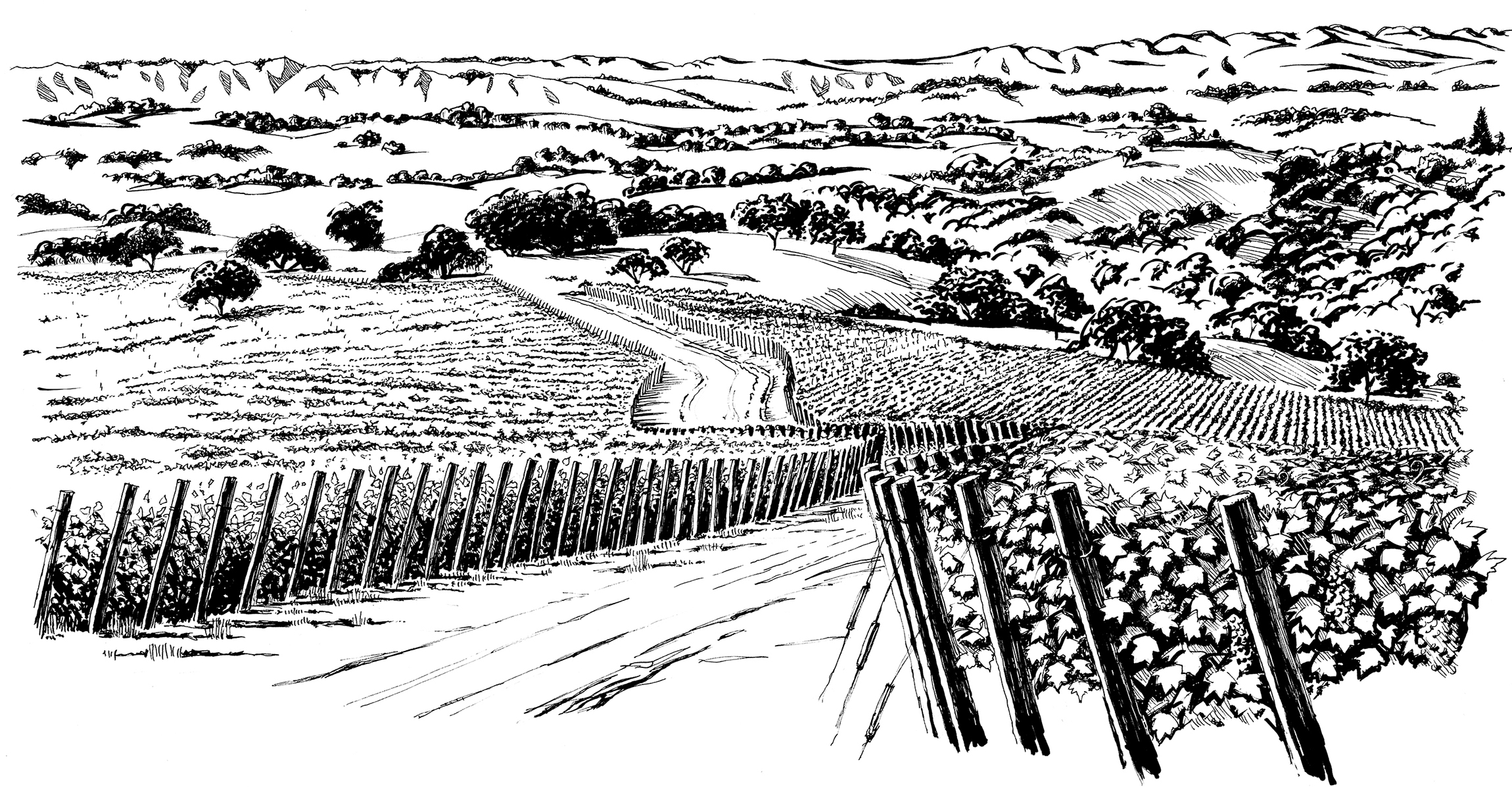 vineyard